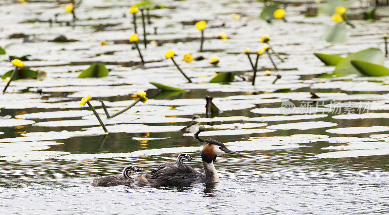 大冠毛鸊鷉(Podiceps cristatus)，有两个幼